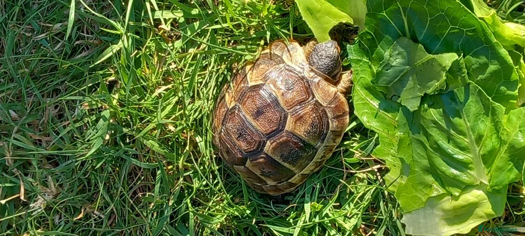 Tortoise reptiles for sale: Spur Thigh tortoise  in Swanley - Advert 1