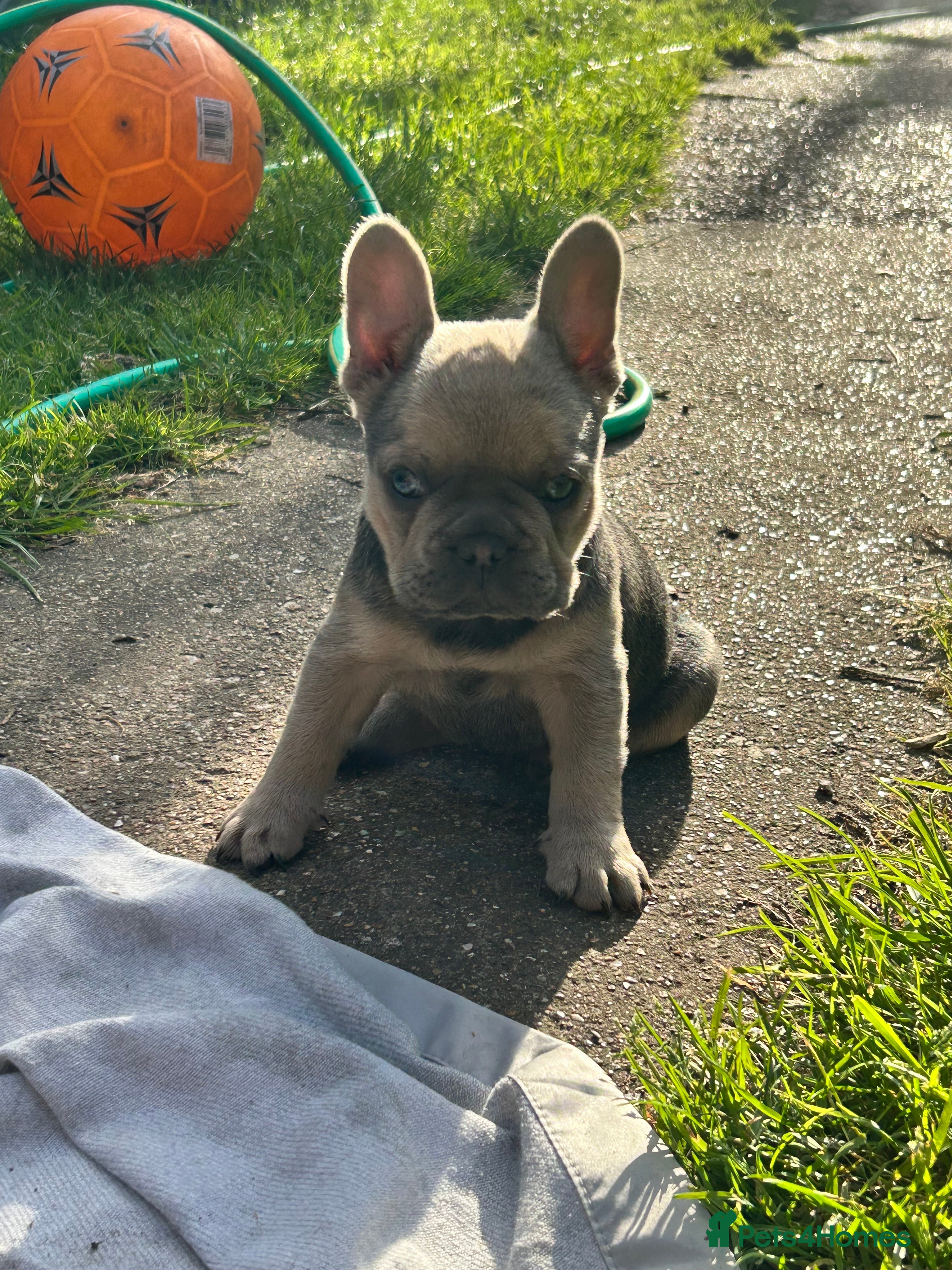 French Bulldog dogs Quality French bull dogs pups 💙💙💙🩷🩷🩷 - Advert 2