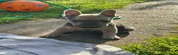 French Bulldog dogs for sale: Quality French bull dogs pups 💙💙💙🩷🩷🩷 - Advert 4