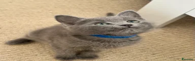 Russian Blue Kitten 1
