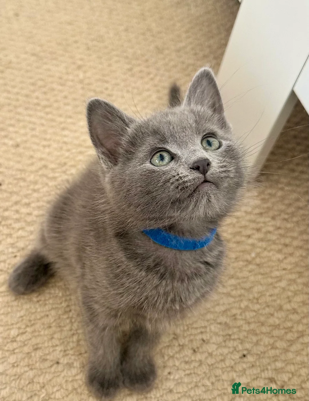 Russian Blue cats for sale: Stunning Russian Blue Kittens - Advert 18