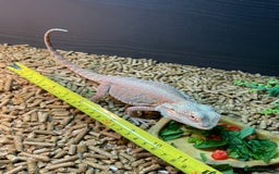 Bearded Dragon reptiles for sale: 1 year old bearded dragon and full set up.  - Advert 5