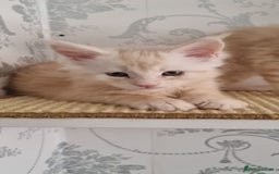 Maine Coon cats for sale: 2 Stunning Cream Pedigree Mainecoons Available  - Image 5