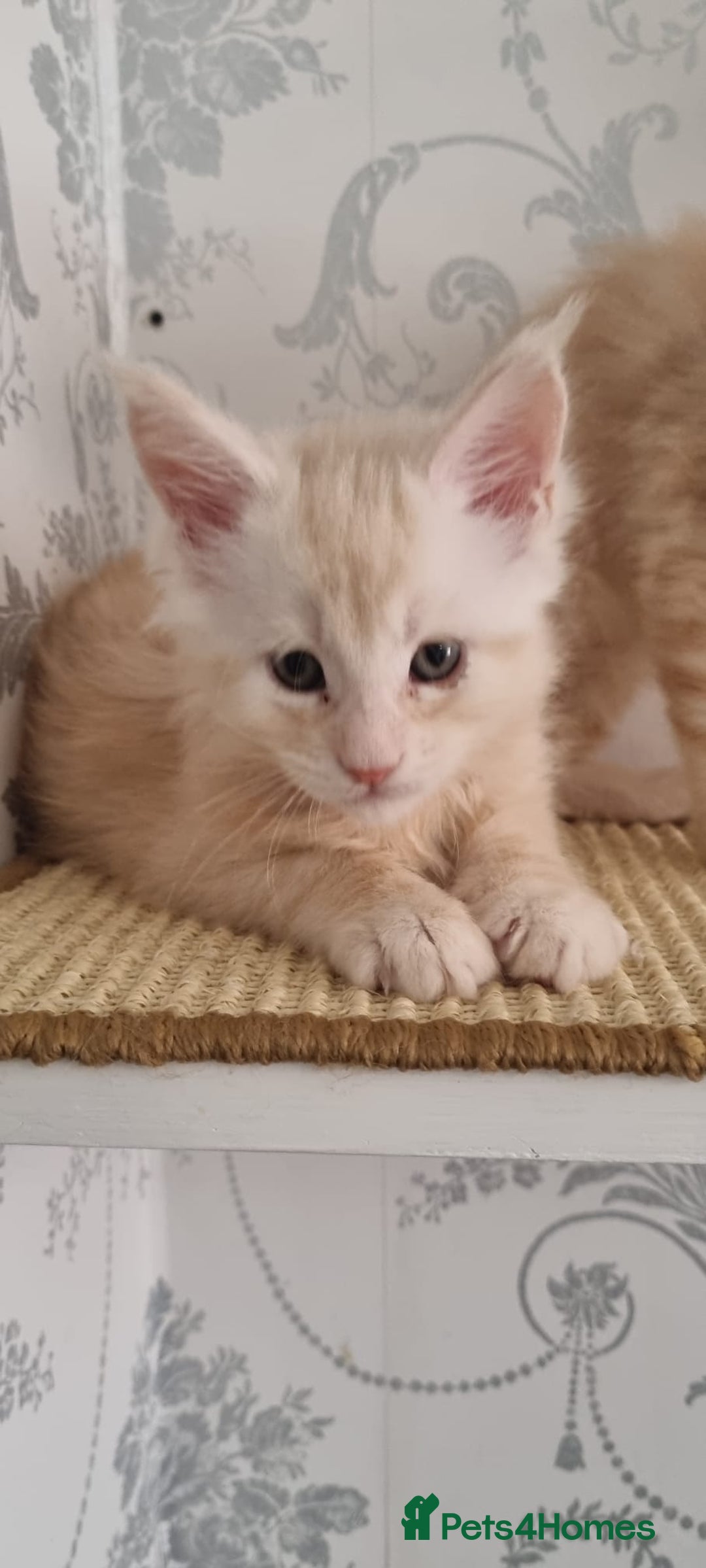 Maine Coon cats for sale: 2 Stunning Cream Pedigree Mainecoons Available  - Image 5