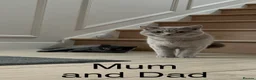 British Shorthair cats for sale: Beautiful British Shorthair kittens for sale in Bradford - Advert 3