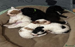 Cockapoo dogs for sale: 3 remaining Cockapoos looking for homes - Advert 1