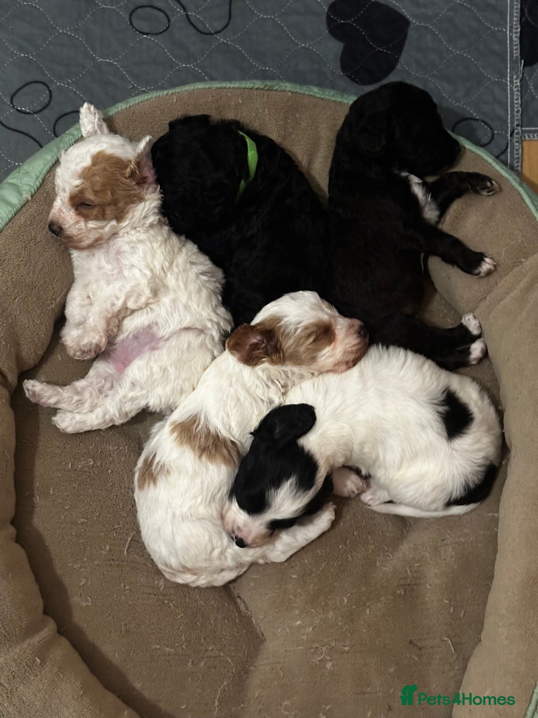 Cockapoo dogs for sale: 3 remaining Cockapoos looking for homes - Advert 1