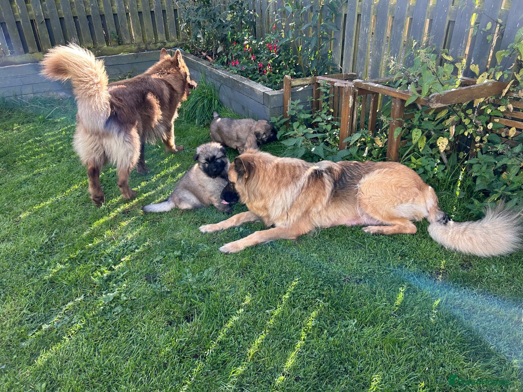 German Shepherd dogs for sale: KC Long Coats Ready To Leave Soon!  - Image 21