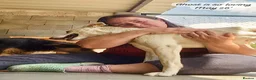 Mixed Breed dogs for adoption: Ghost, female 1 yr approx. Available for adoption. - Advert 8