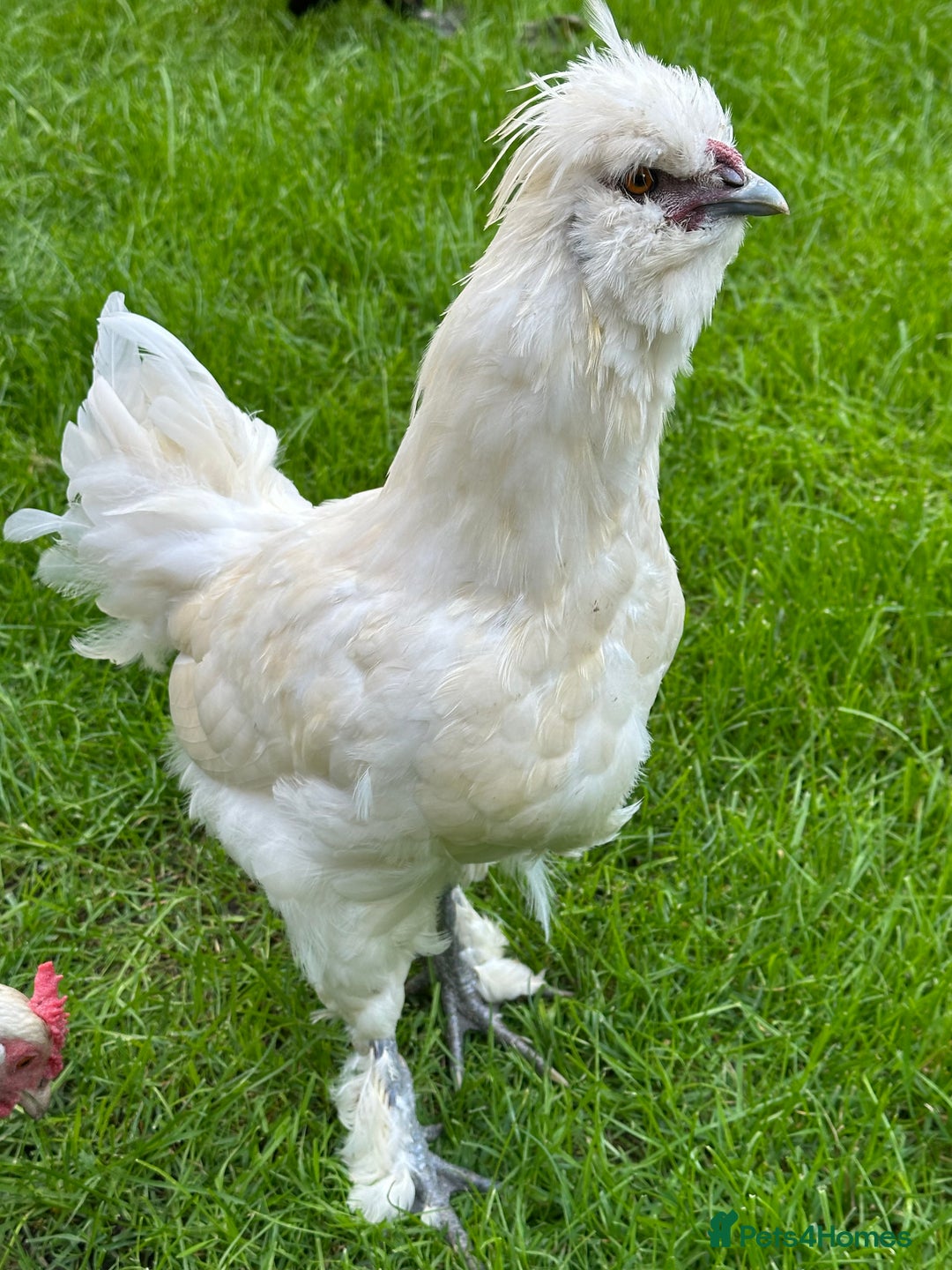 Chickens poultry for sale: Rooster needing a new home - Advert 4