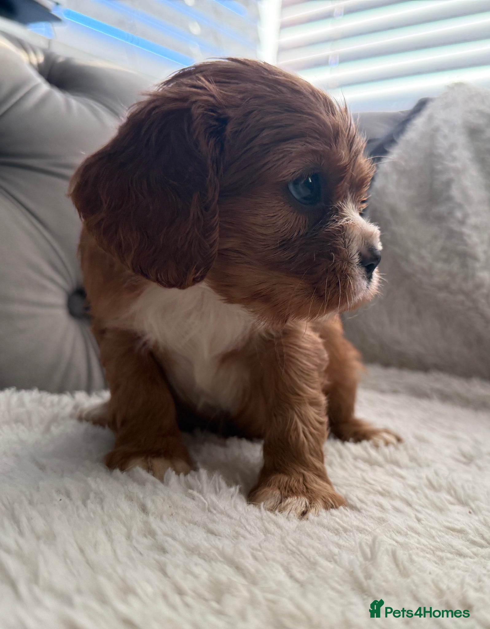 Cavalier King Charles Spaniel dogs Beautiful, Cavalier King Charles Spaniel puppies - Advert 2