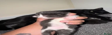 Kitten 3