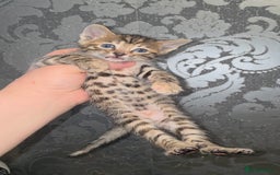 Bengal cats for sale: Bengal Cross Kittens - Image 3