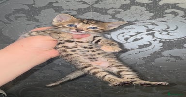 Bengal cats - Advert 9