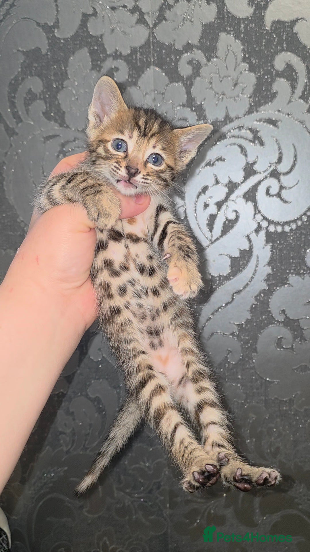 Bengal cats for sale: Bengal Cross Kittens - Image 3
