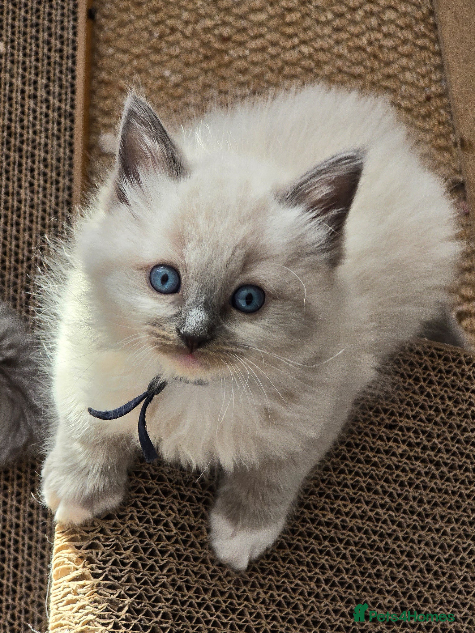 Ragdoll cats Stunning Ragdoll Kittens Ready from 11th May! 🐾 - Advert 1