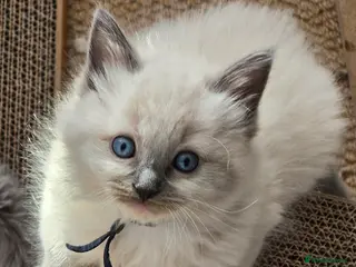 Ragdoll cats Stunning Ragdoll Kittens Ready from 11th May! 🐾 - Advert 18