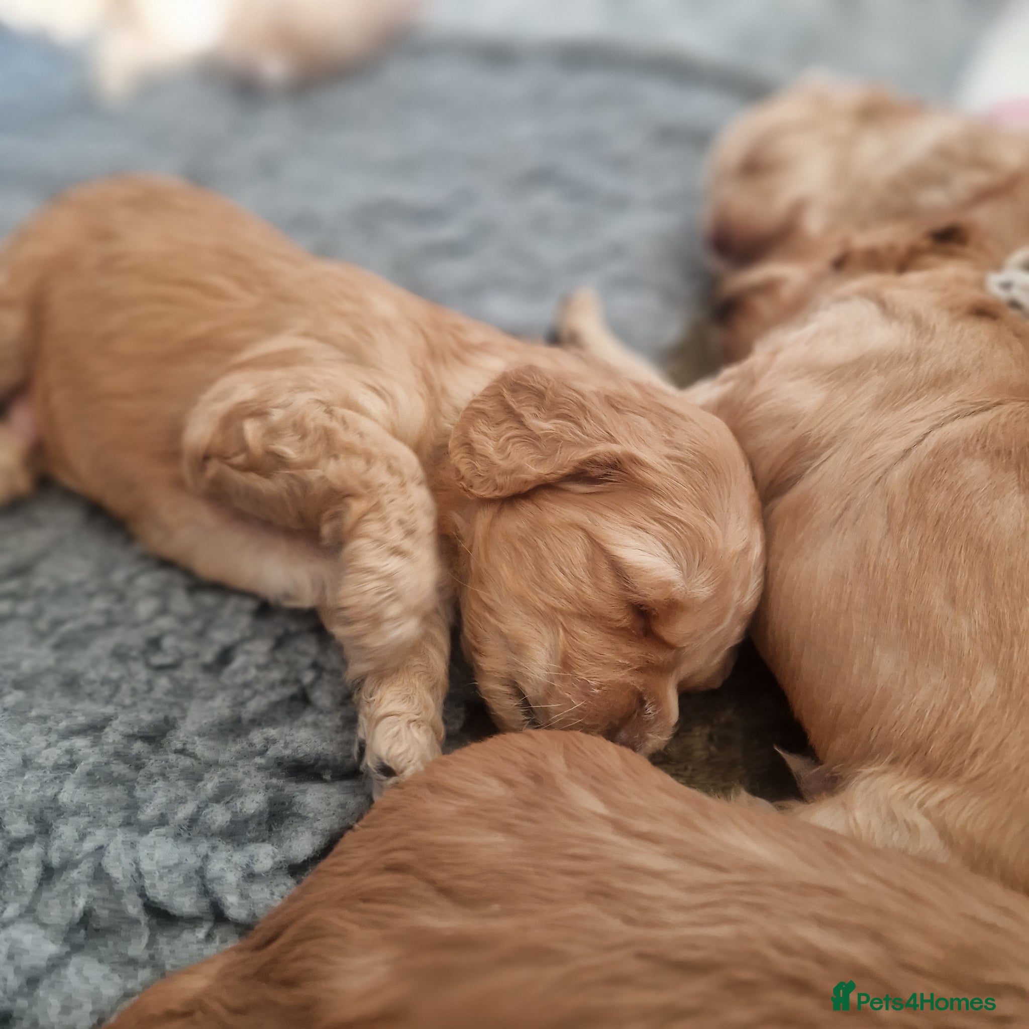 Cockapoo dogs Gorgeous Golden cockerpoos- 3 weeks old - Advert 2