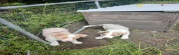 Border Collie dogs for sale: Border collie pups for sale in Bishop Auckland - Advert 5