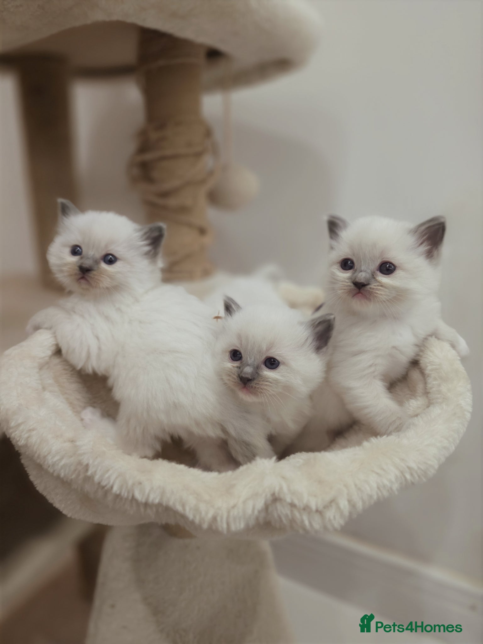 Ragdoll cats Zamir Ragdoll Family - Advert 1