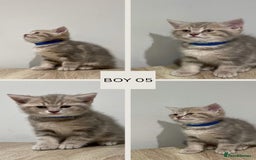 Mixed Breed cats for sale: 6 beautiful kittens ready for their new homes. - Image 7