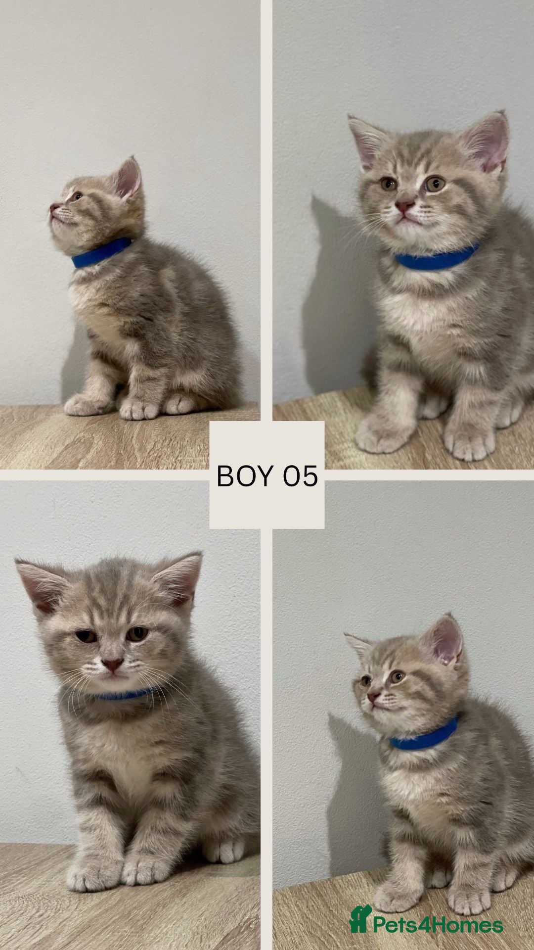 Mixed Breed cats for sale: 6 beautiful kittens ready for their new homes. - Image 7