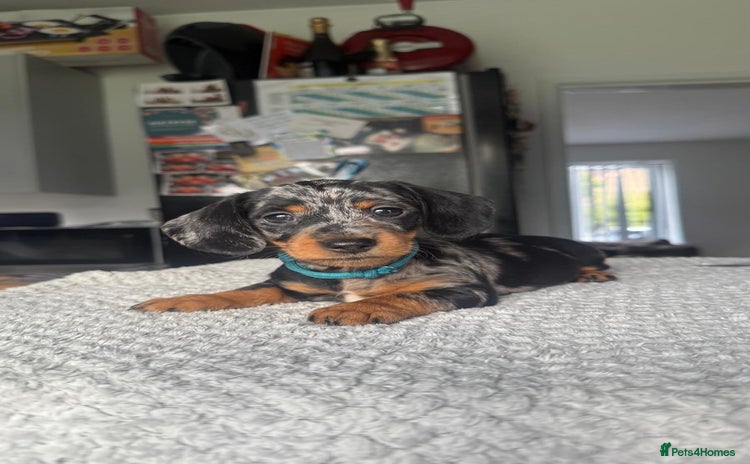 Dachshund dogs - Advert 2