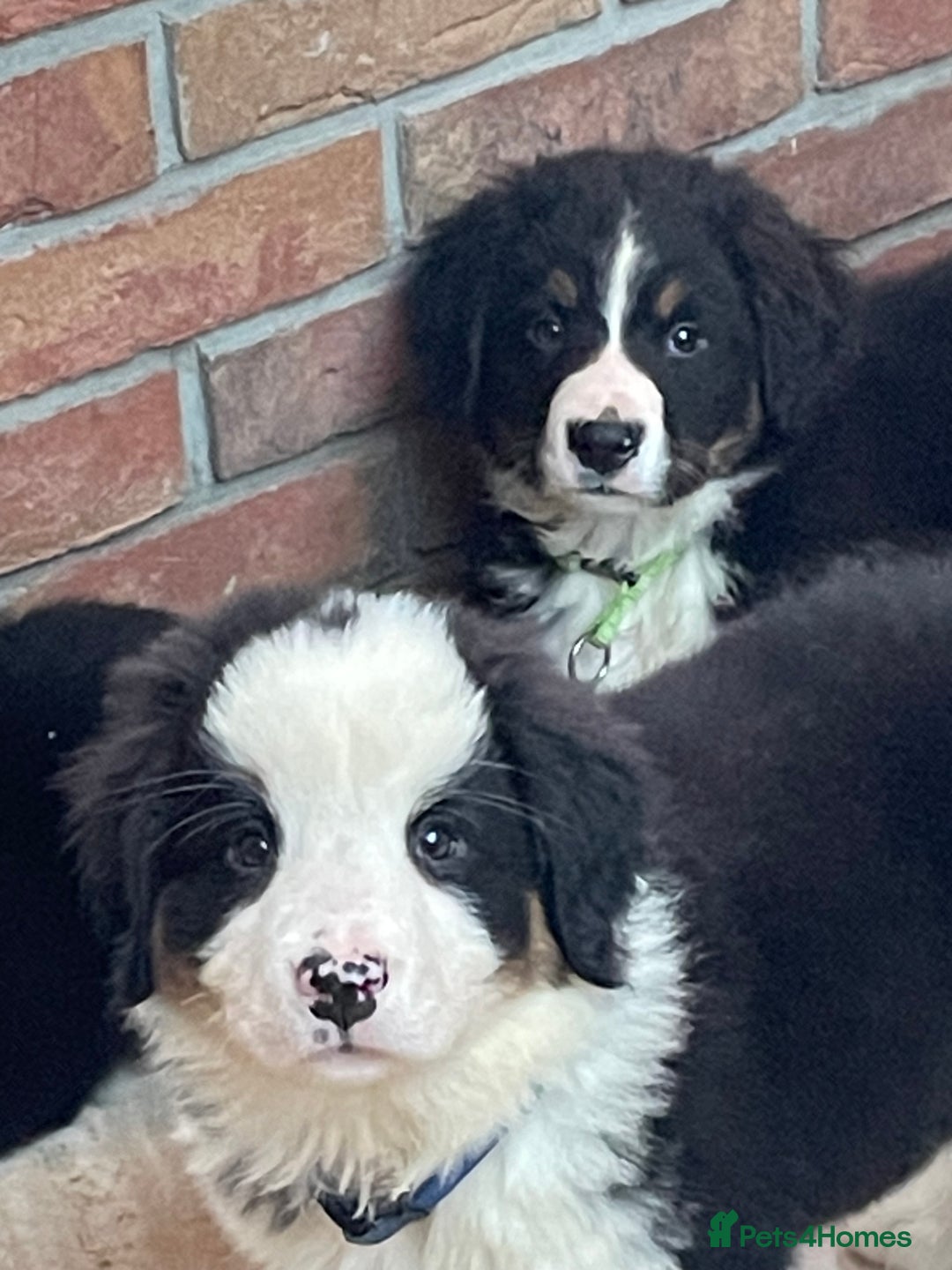 Bernese Mountain Dog dogs for sale: Boys and girls  - Advert 9