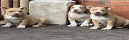 American Bully dogs for sale: American  bully puppies - Advert 14
