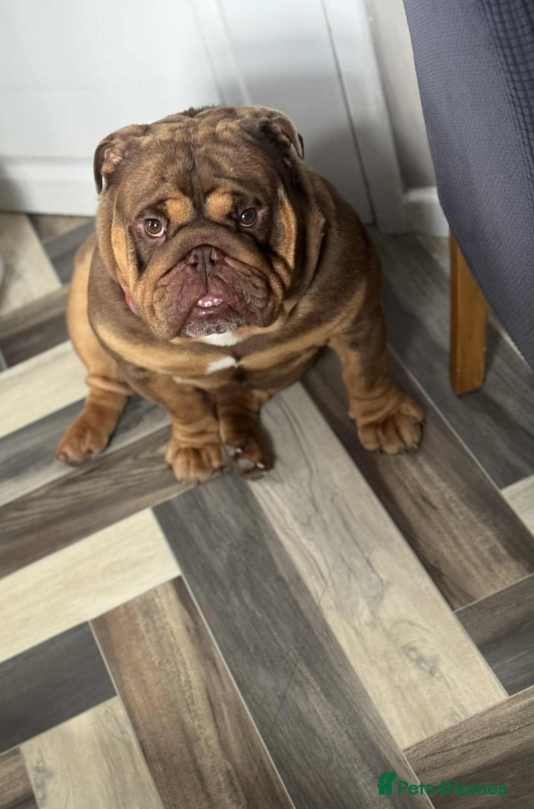 English Bulldog dogs for stud: Handsome English bulldog  - Image 3