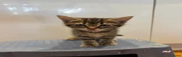 Mixed Breed cats for sale:      5 Beautiful Tabby Kittens Looking For Homes in Morden - Advert 5