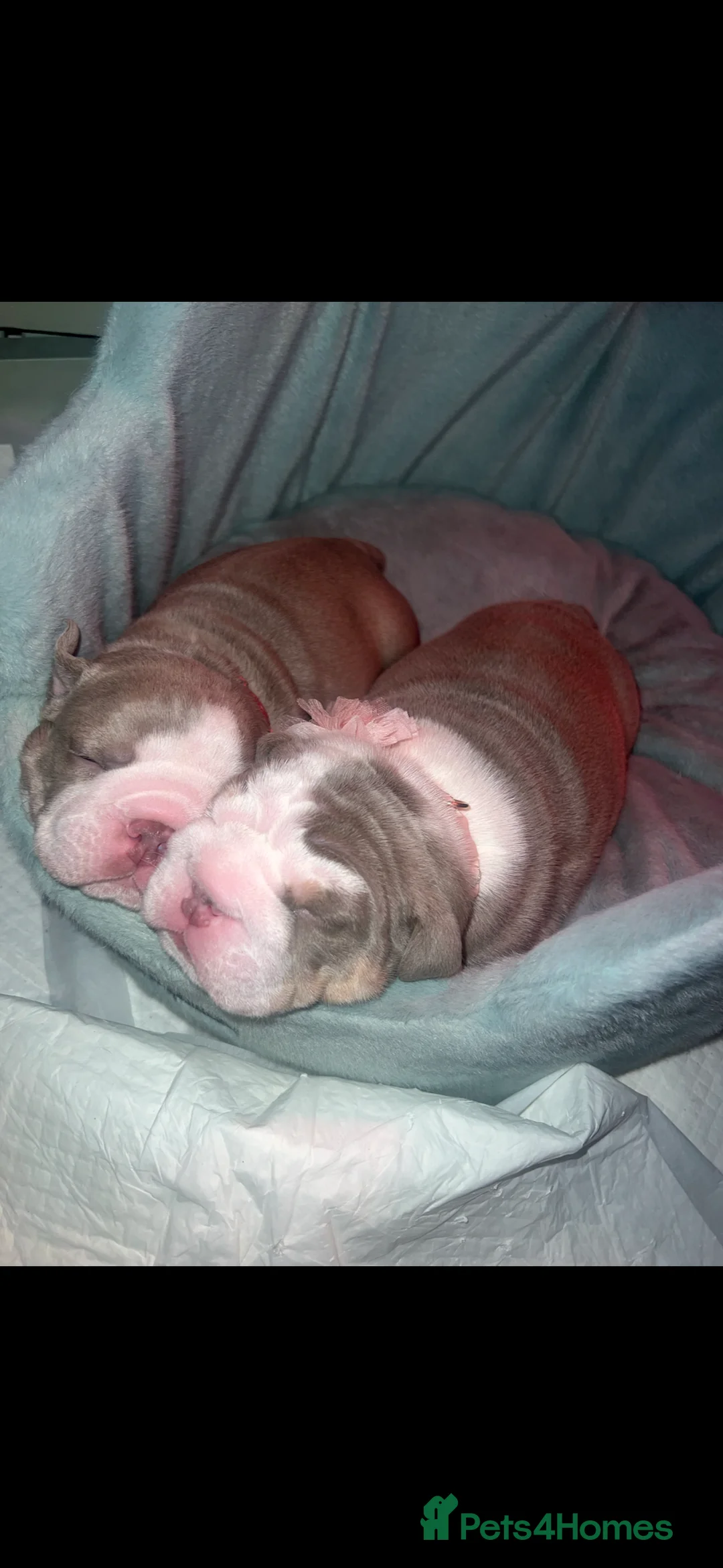 English Bulldog dogs for sale: Male British English bulldog  - Advert 7
