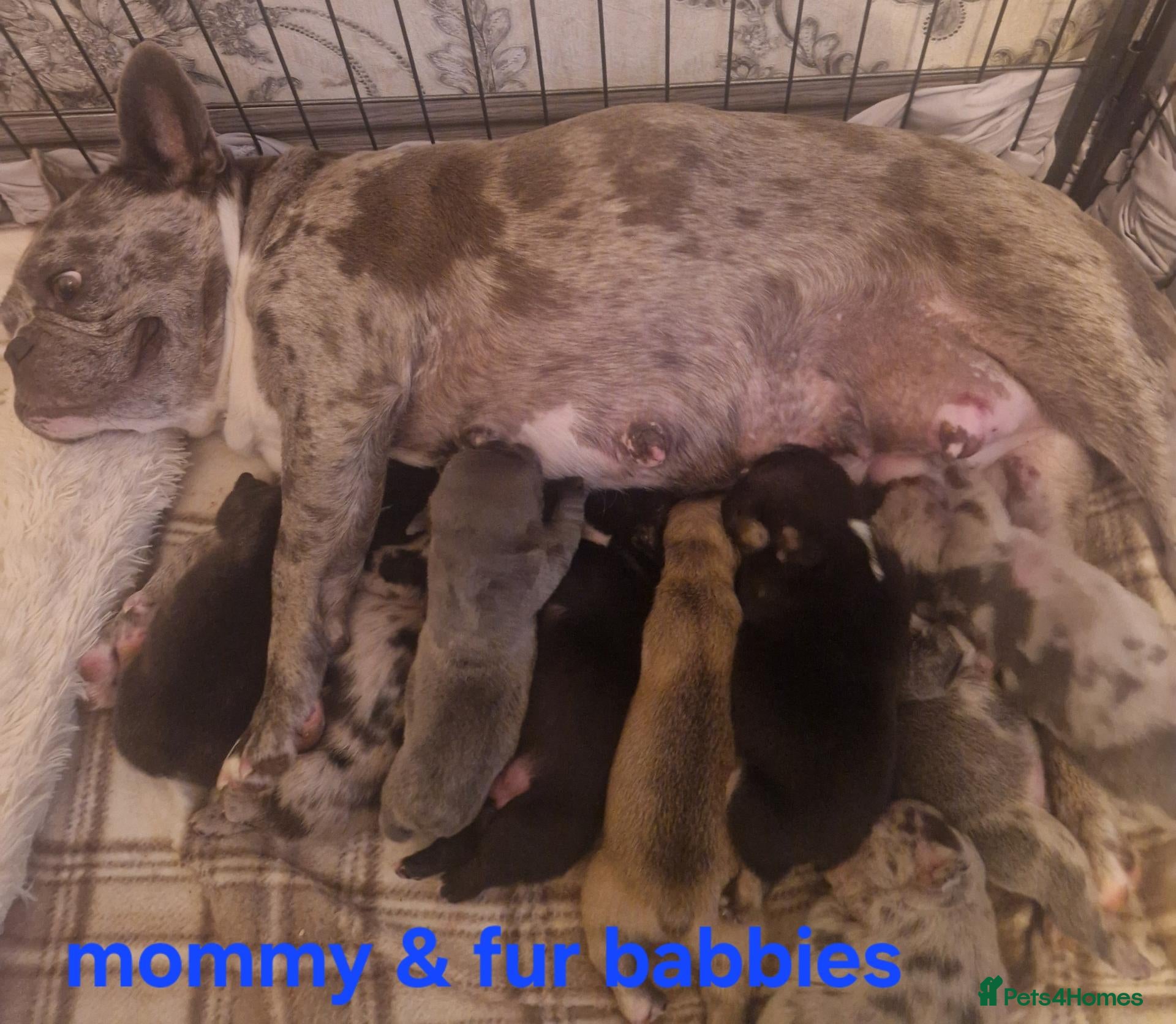 French Bulldog dogs PEDIGREE FRENCH BULLDOG PUPPIES. - Advert 14