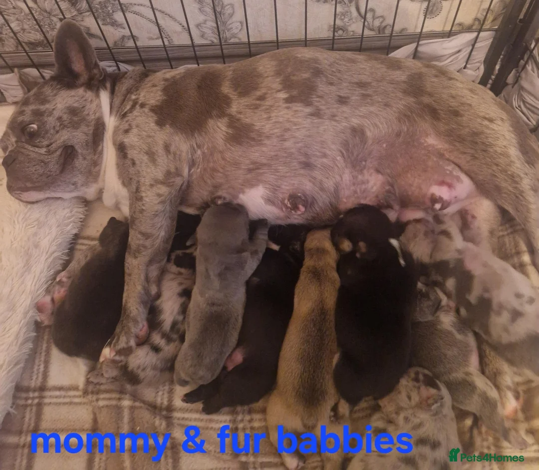 French Bulldog dogs for sale: PEDIGREE FRENCH BULLDOG PUPPIES. in Wolverhampton - Advert 1