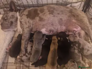 French Bulldog dogs PEDIGREE FRENCH BULLDOG PUPPIES. - Advert 6