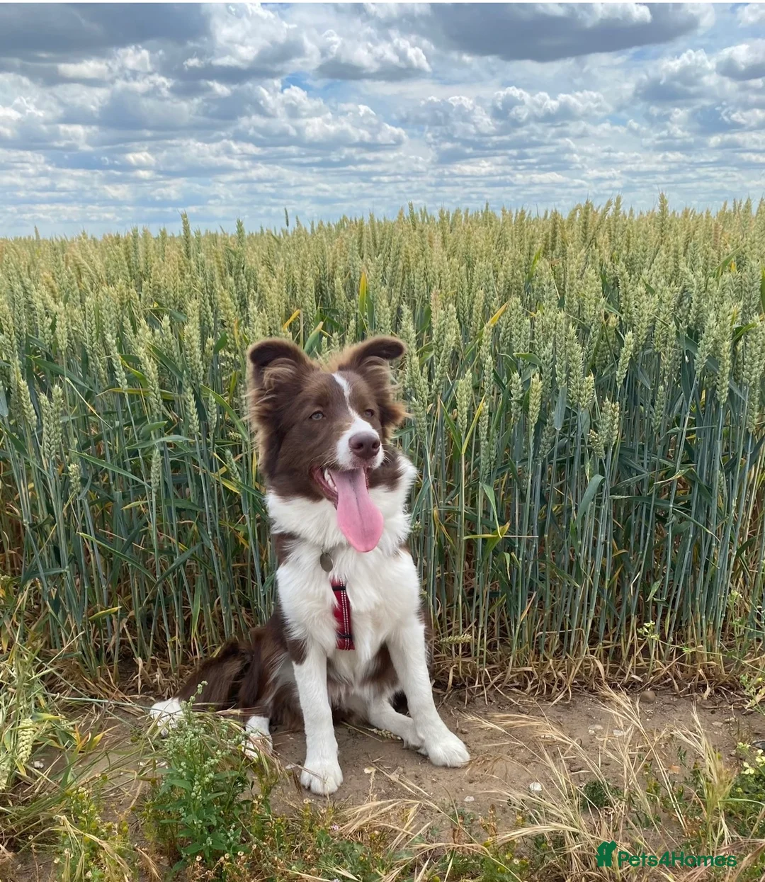 Border Collie dogs for sale: Exceptional KC Reg Border collie pups - Advert 1