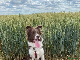 Border Collie dogs Exceptional KC Reg Border collie pups - Advert 17
