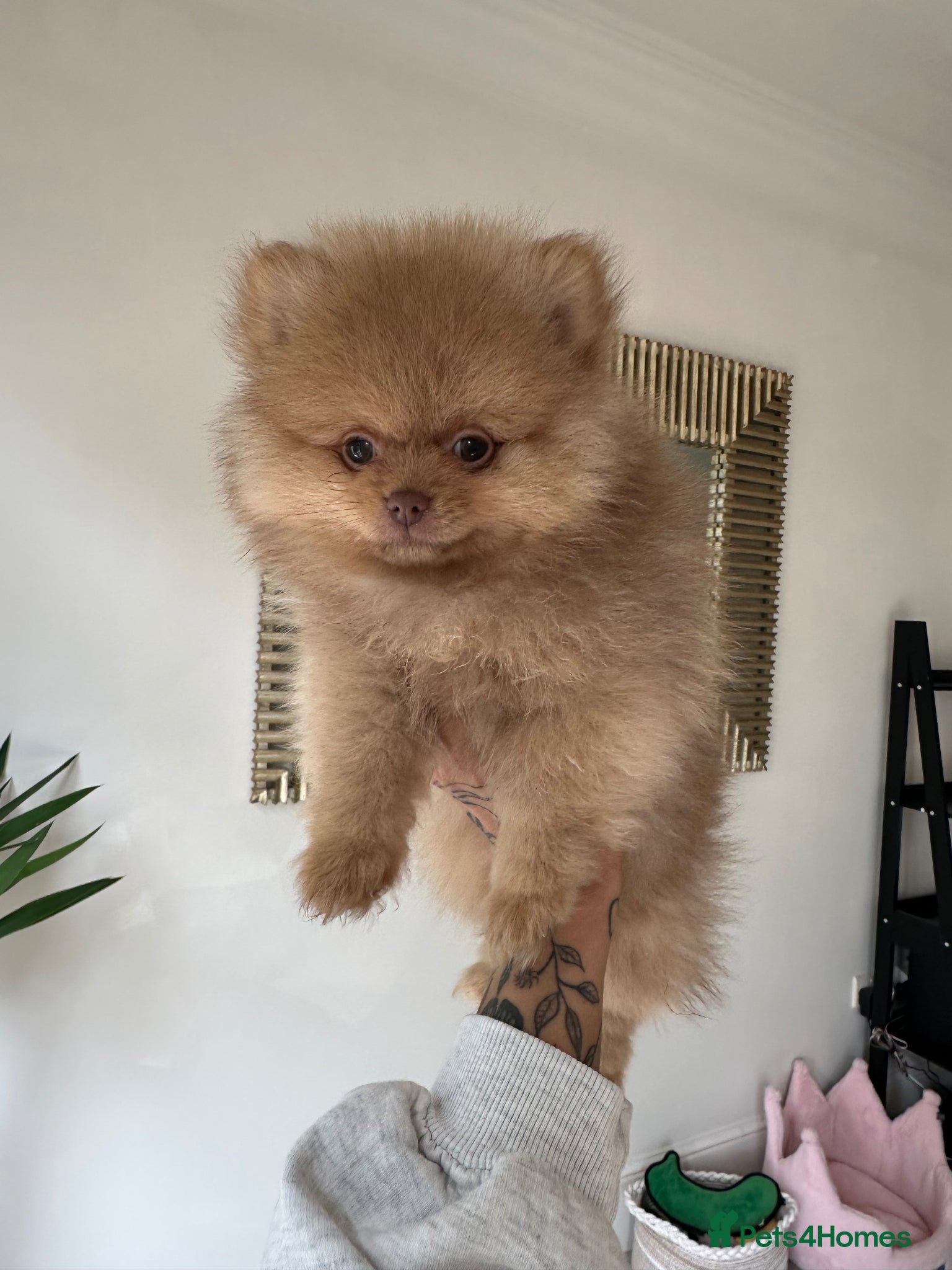 Pomeranian dogs READY TO GO🩵🐻1 stunning KC Pomeranian puppies🐻 - Advert 16