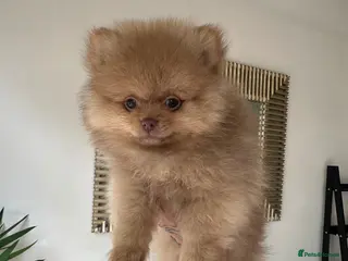 Pomeranian dogs READY TO GO🩵🐻1 stunning KC Pomeranian puppies🐻 - Advert 16
