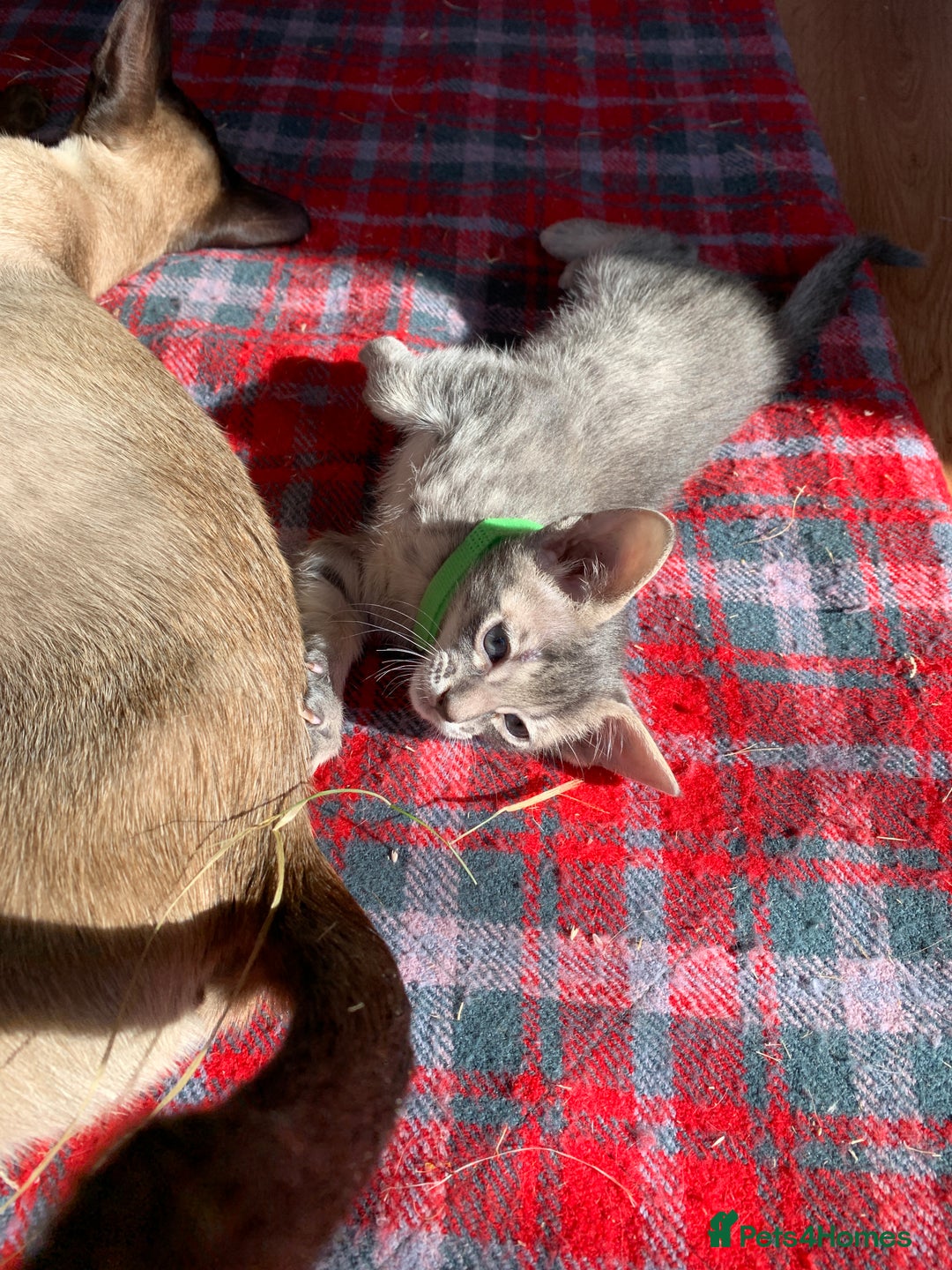 Siamese cats for sale: 2 half Siamese kittens  - Image 5