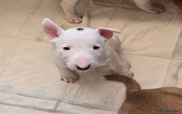 Miniature Bull terrier dogs for sale: Miniature Bull Terrier  - Image 1