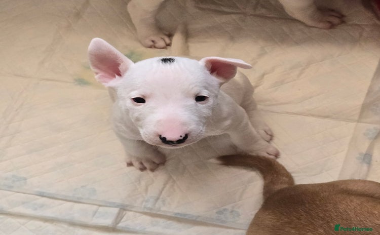 Miniature Bull terrier dogs - Advert 1