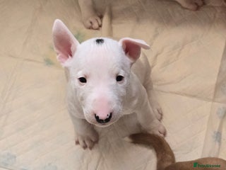 Miniature Bull terrier dogs - Advert 2