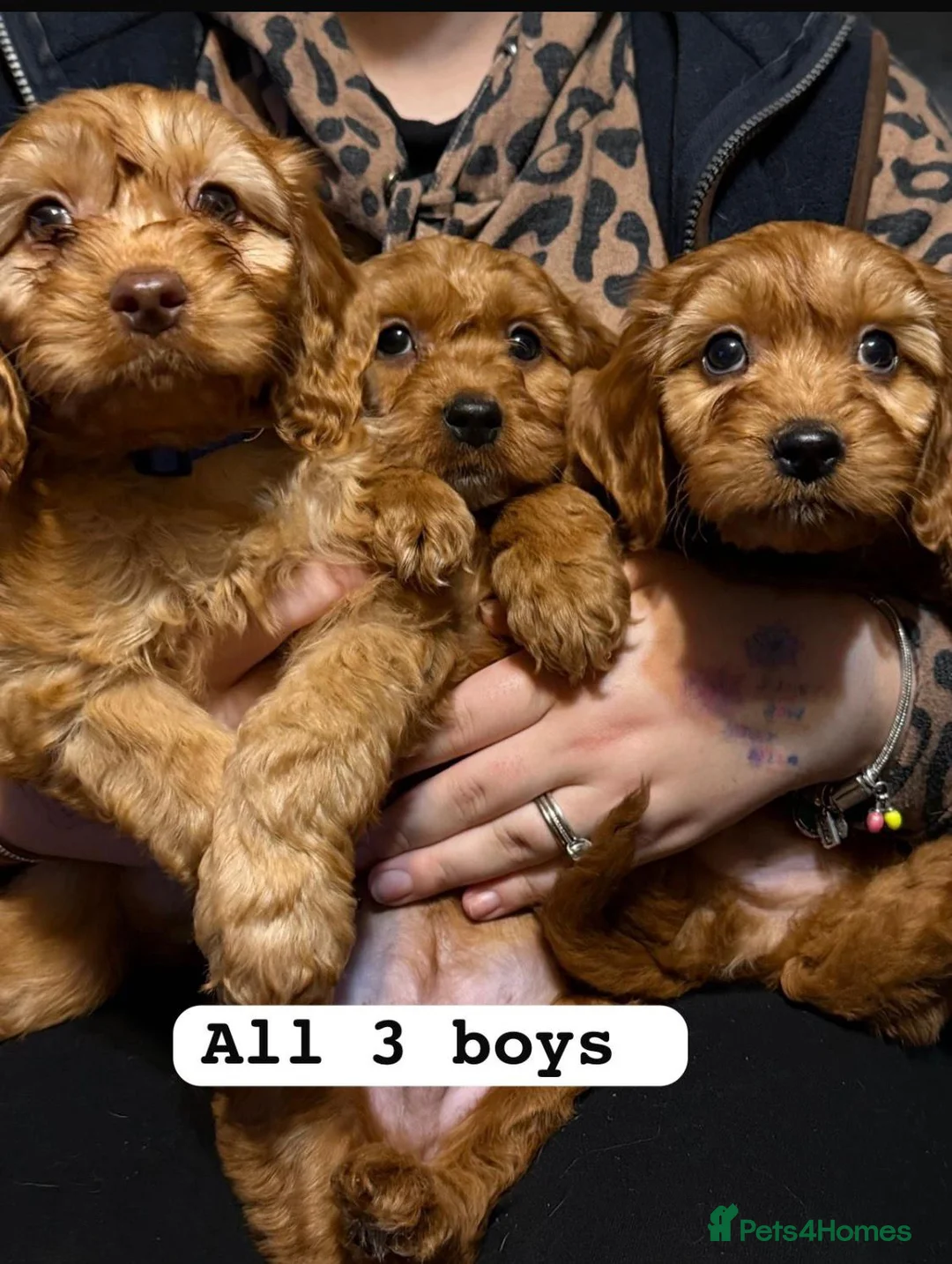 Cockapoo dogs for sale: f1 cockerpoo puppies - Advert 8