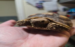 Tortoise reptiles for sale: Sulcata tortoise 1 year old-3rd largest species - Image 5