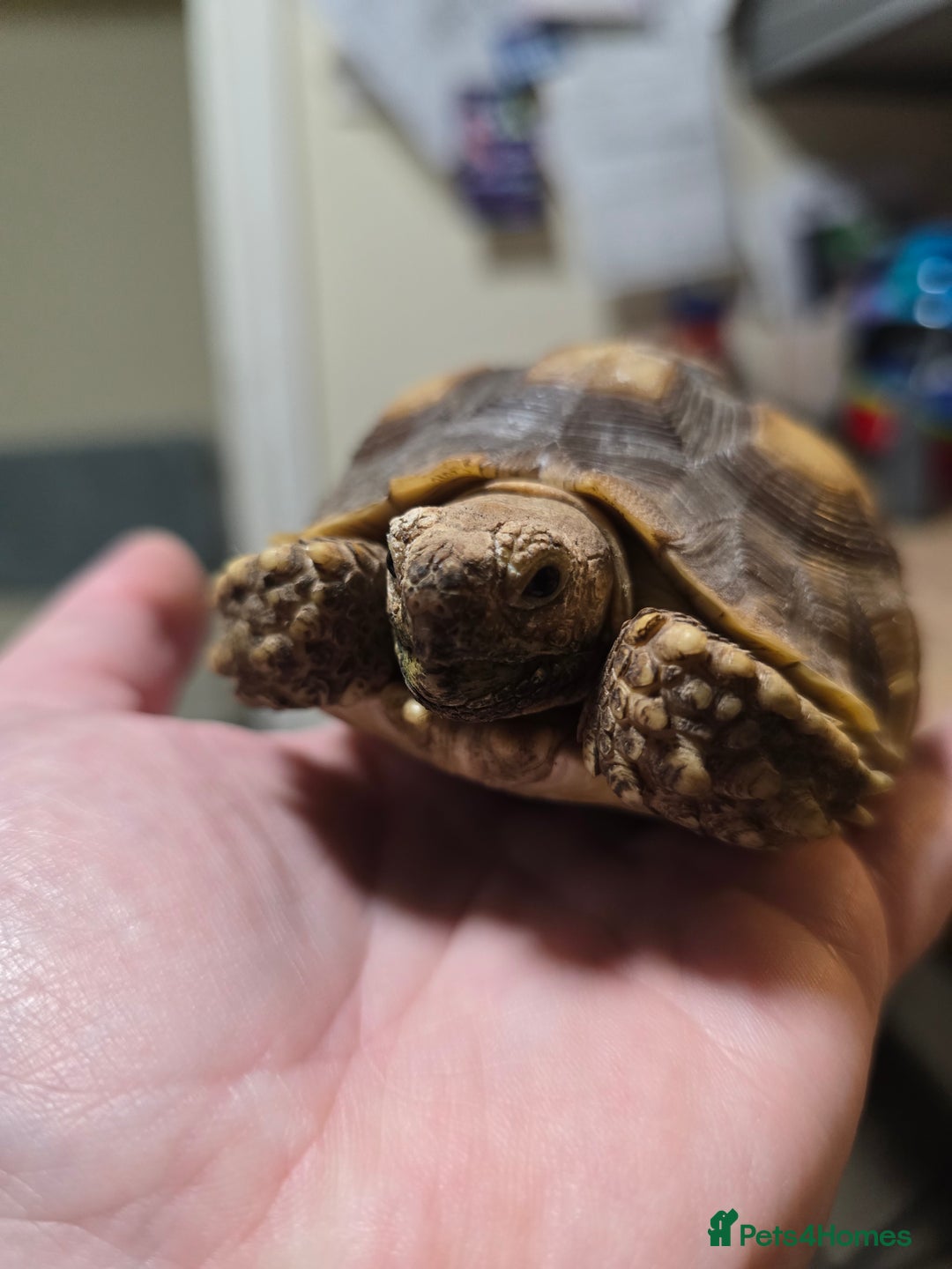 Tortoise reptiles for sale: Sulcata tortoise 1 year old-3rd largest species - Image 5
