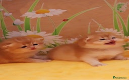 British Shorthair cats for sale: ✨Show quality Golden British Shorthair babies ✨ - Image 3