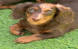 Miniature Dachshund dogs for sale: Ready now KC reg long and short coated PRA clear  - Image 31