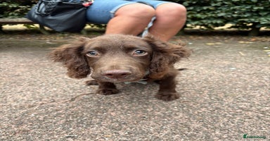 Cocker Spaniel dogs - Advert 10