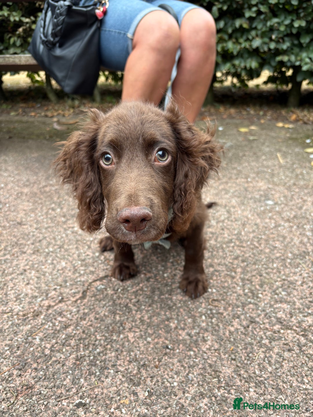 Cocker Spaniel dogs for sale: Working cocker spaniel  - Image 2